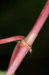 Fringed black bindweed